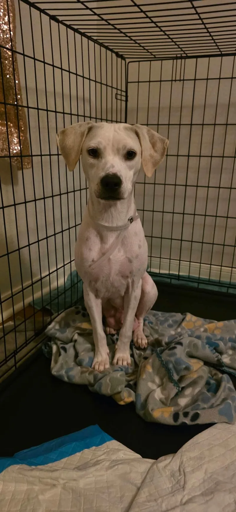 A young medium-sized female Labrador Retriever dog named Peach for adoption in Mooresville, NC