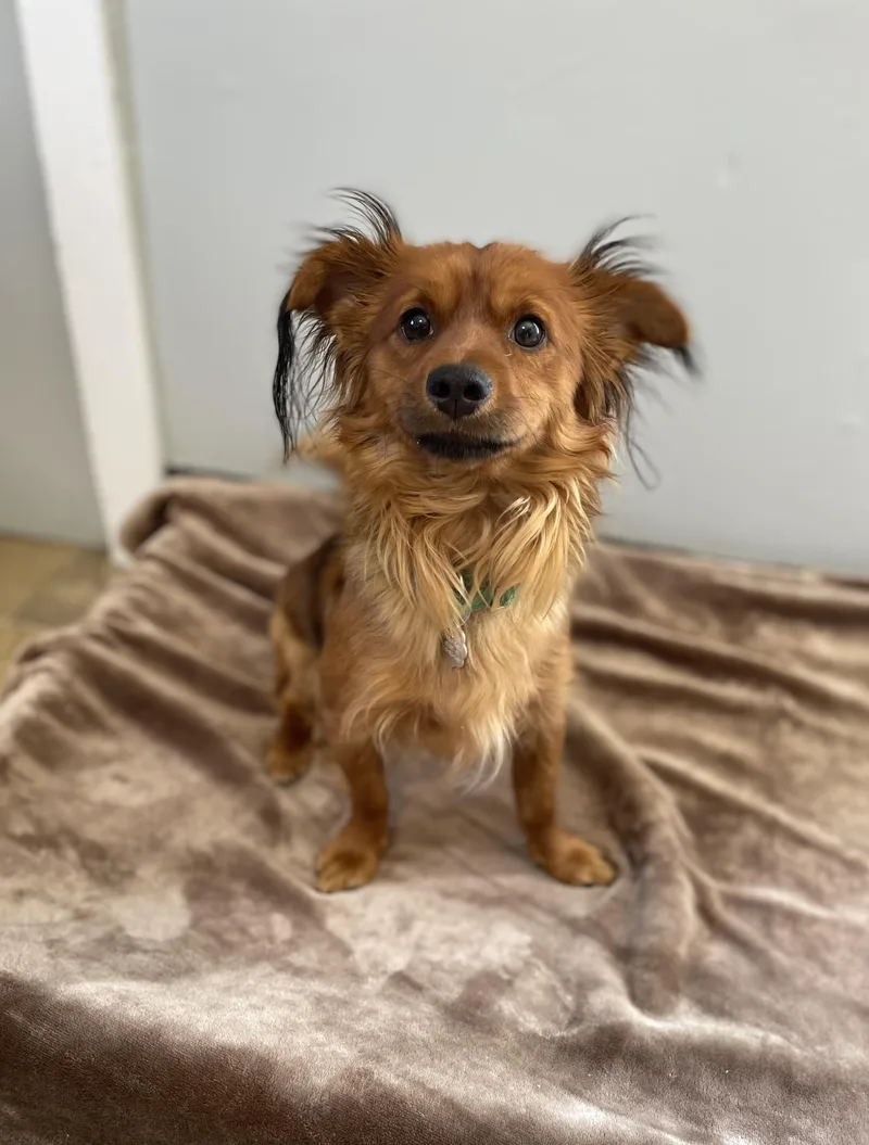 A young small-sized male Chihuahua dog named Ricky for adoption in Oxford, MI