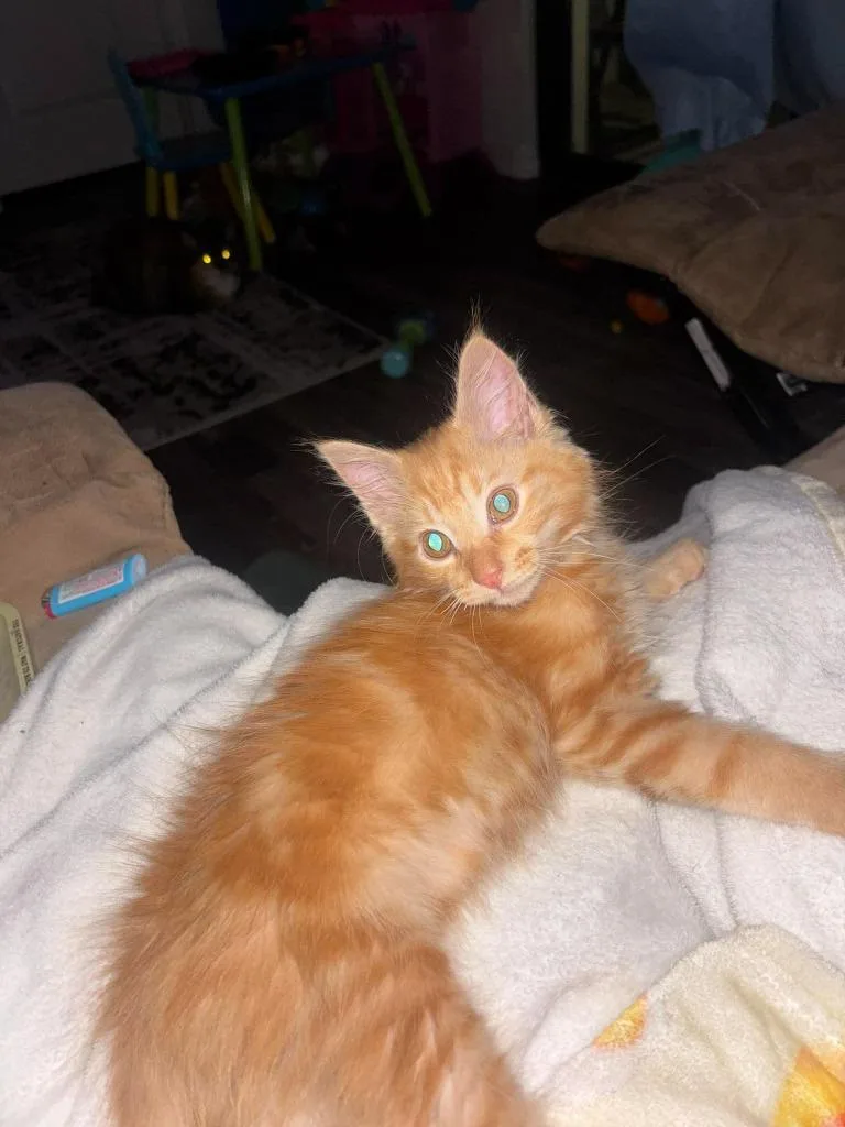 A baby large-sized male Maine Coon cat named Leroy for adoption in Fort Myers, FL