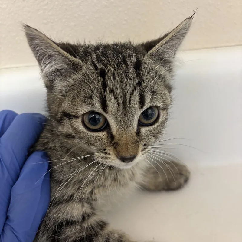 A baby small-sized female Brown / Chocolate Domestic Short Hair cat named Malamute for adoption in Salt Lake City, UT