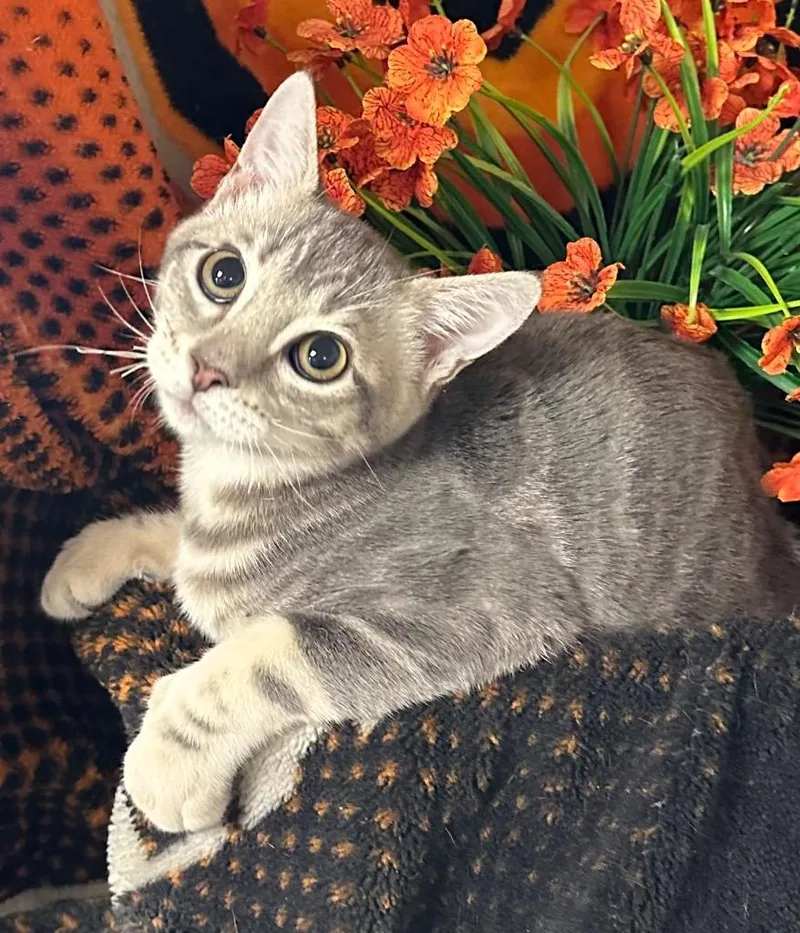 A baby small-sized female Domestic Short Hair cat named Cookie for adoption in Stillwater, OK