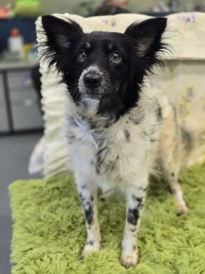 A young small-sized female Chihuahua dog named Hibiscus for adoption in Steamboat Springs, CO