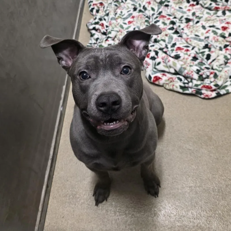 A young medium-sized male Gray / Blue / Silver Mixed Breed dog named Lord Business for adoption in Waukesha, WI
