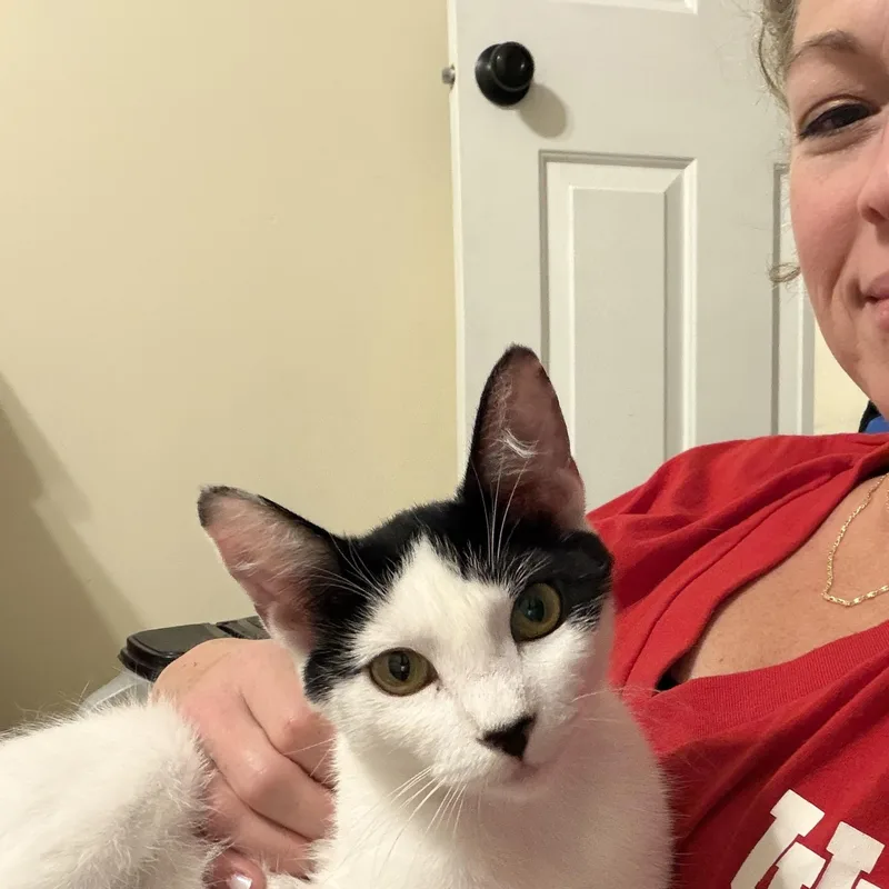 A young medium-sized female Black Domestic Short Hair cat named Maki for adoption in Midvale, UT