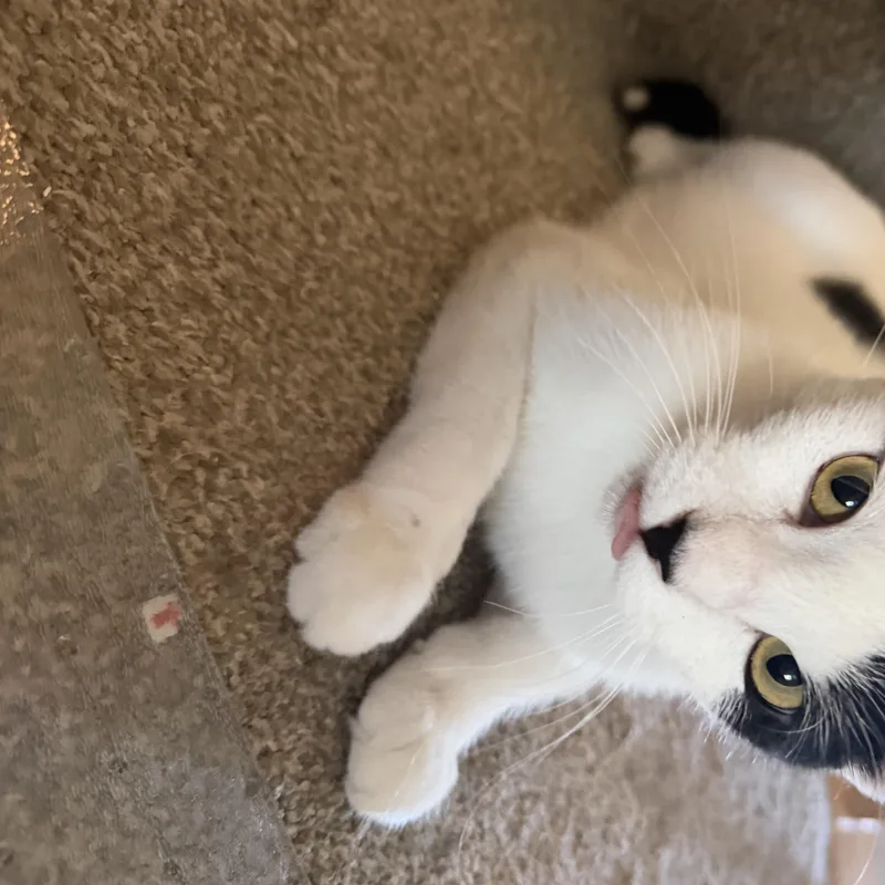 Maki thumbnail 6