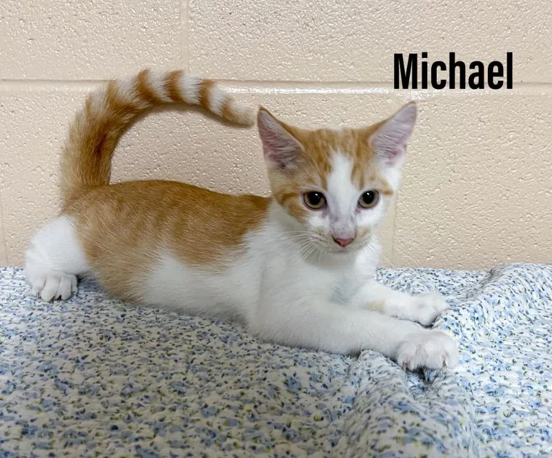A baby small-sized male Domestic Short Hair cat named Michael for adoption in Clearfield, KY