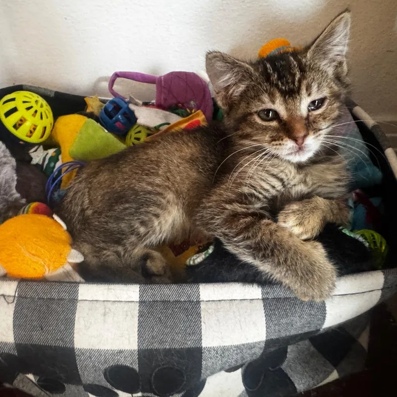 A baby small-sized female Brown / Chocolate Domestic Short Hair cat named Gemini for adoption in Los Angeles, CA