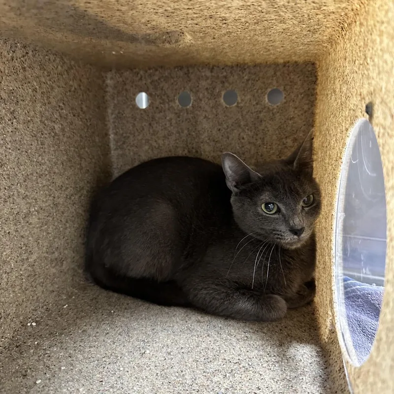 A young small-sized female Gray / Blue / Silver Domestic Short Hair cat named Venus Fly Trap for adoption in Galax, VA