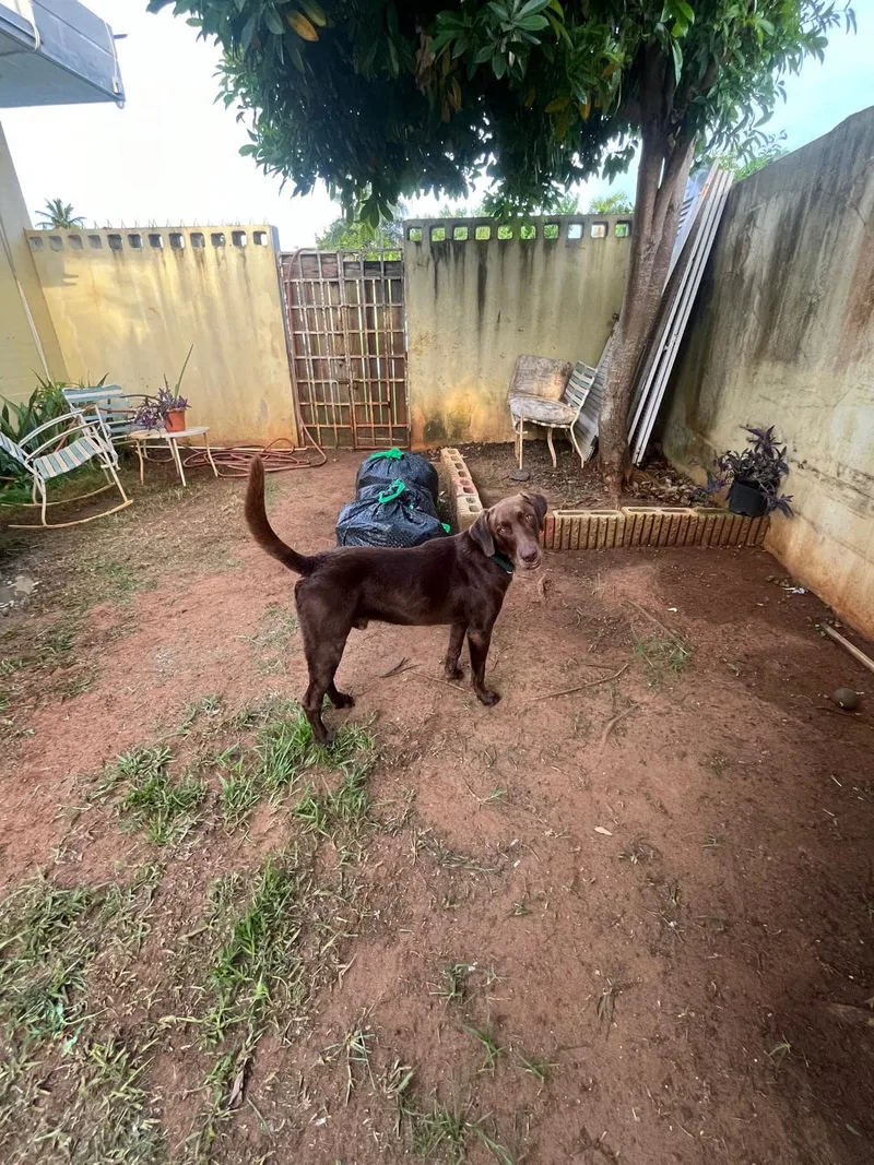 Luko  Can Be thumbnail 2