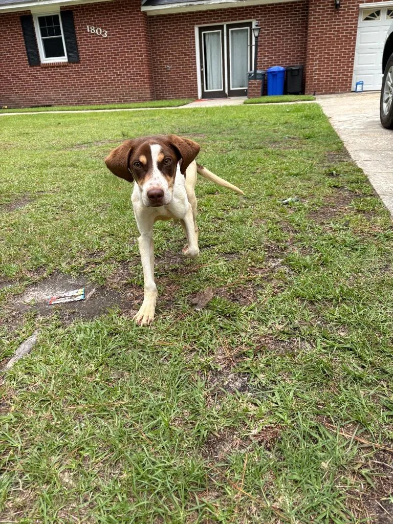 A baby medium-sized female Hound dog named Hermani for adoption in Effingham, SC