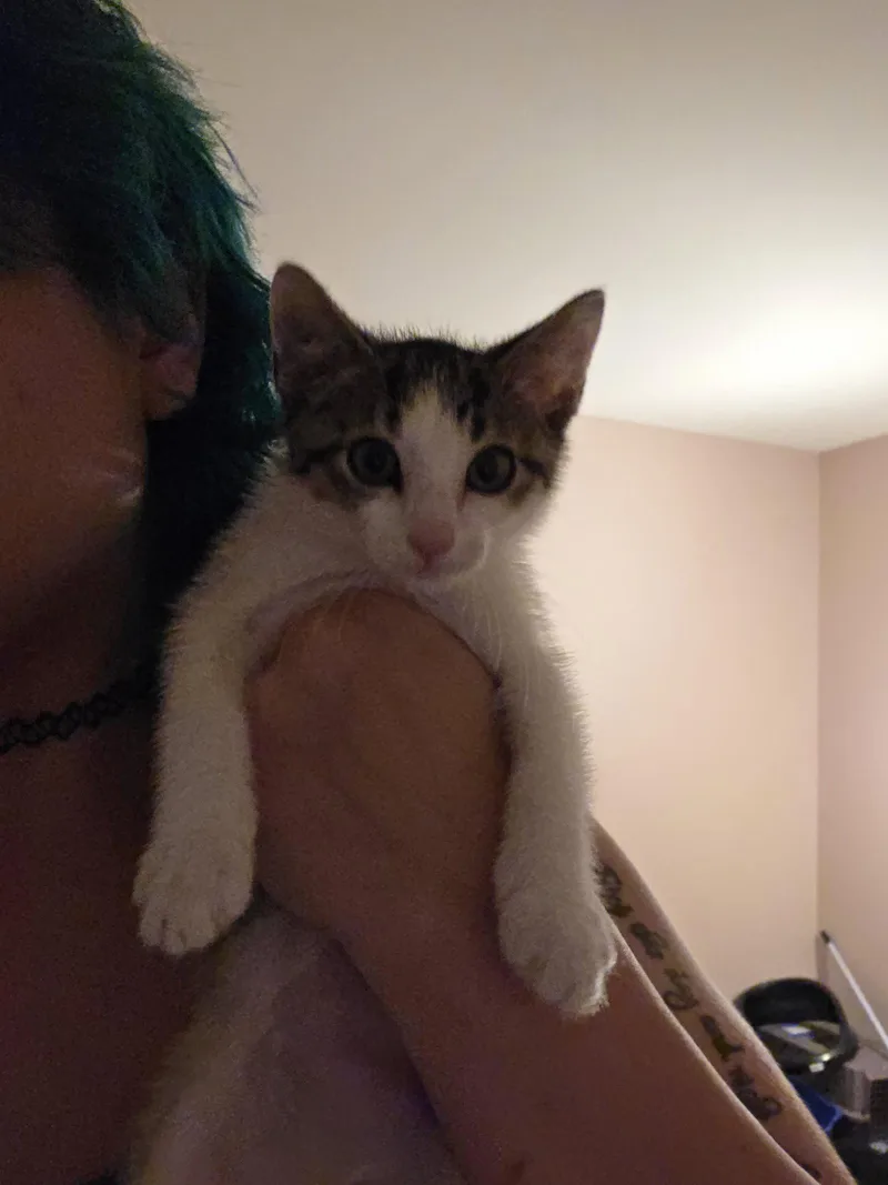 A baby medium-sized male Domestic Short Hair cat named Prosciutto for adoption in Trenton, NJ