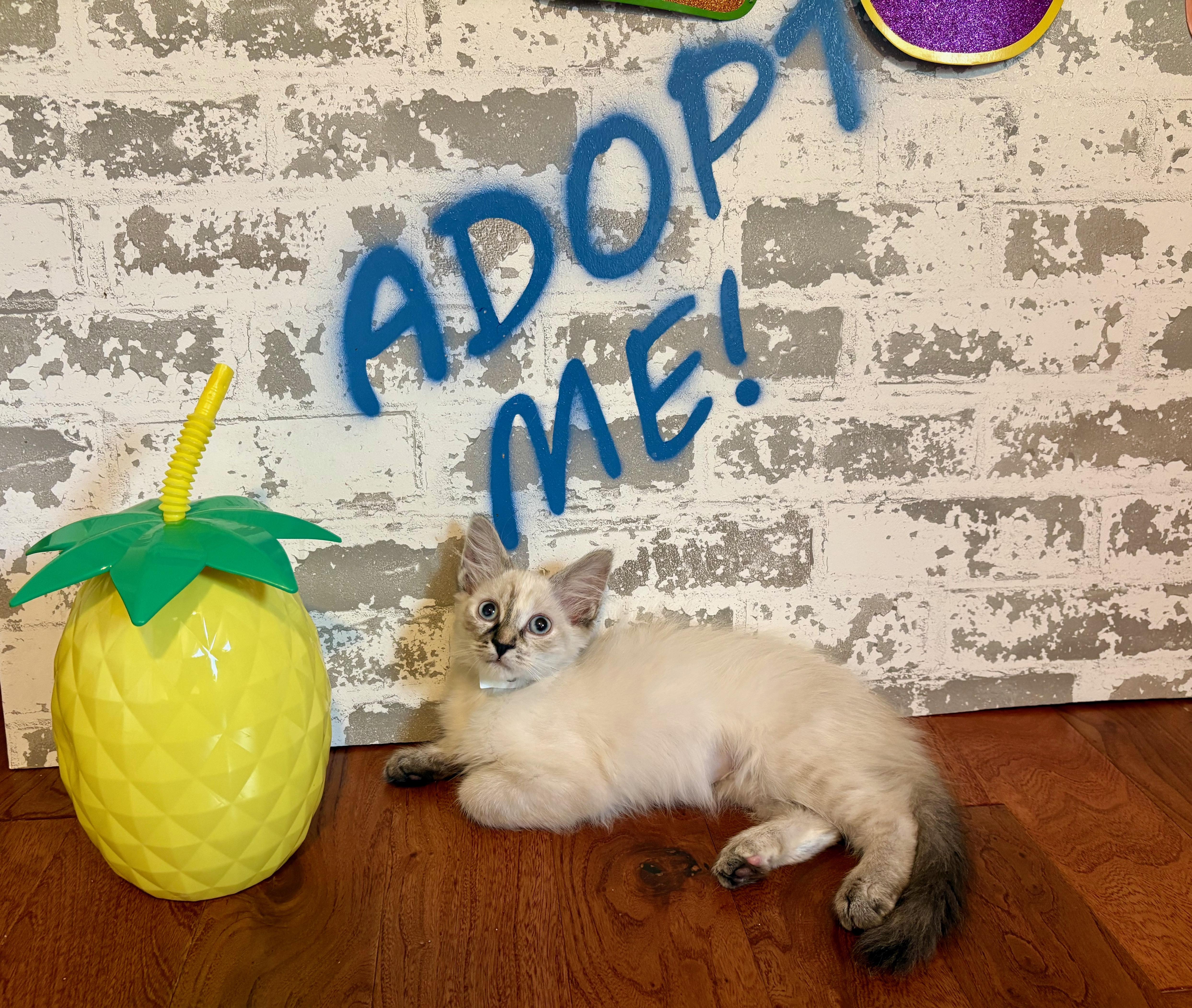 A baby medium-sized female Siamese cat named Sandy for adoption in queen creek, AZ