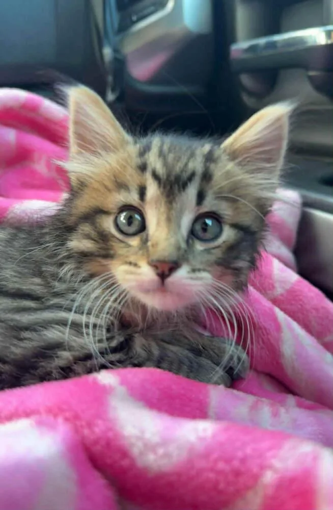 A baby small-sized male Brown / Chocolate Domestic Medium Hair cat named Apple for adoption in Fremont, NE