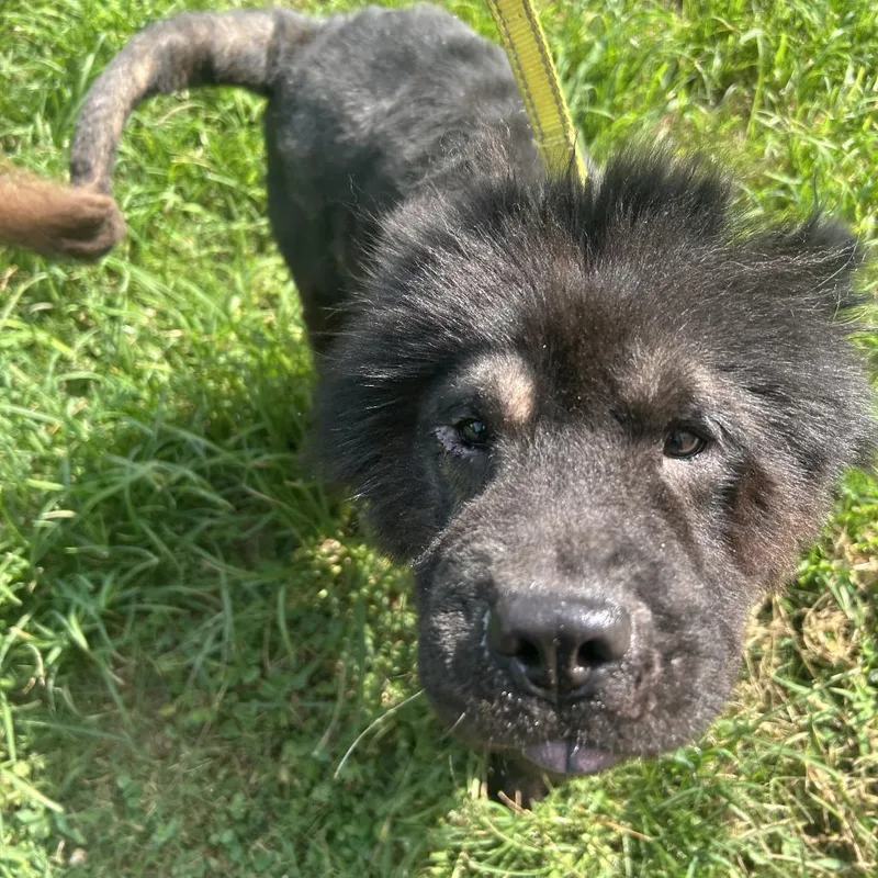 An adult medium-sized male Black Mixed Breed dog named Kodak for adoption in Auburn, AL