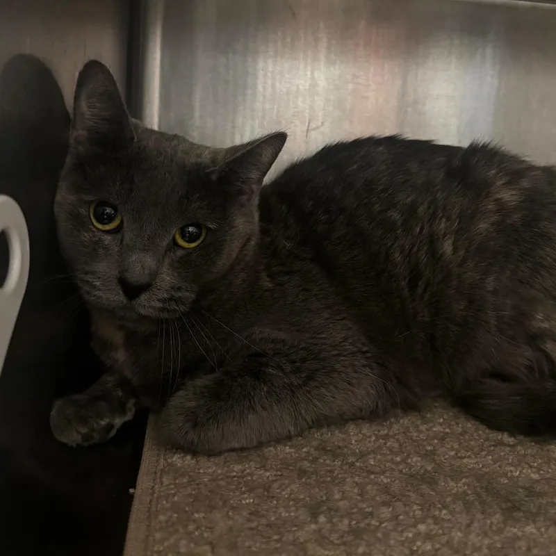A young medium-sized female Gray / Blue / Silver Domestic Short Hair cat named Rhiannon for adoption in Henderson, NV