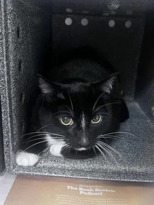 An adult large-sized male Domestic Short Hair cat named Diesel for adoption in Daytona Beach, FL