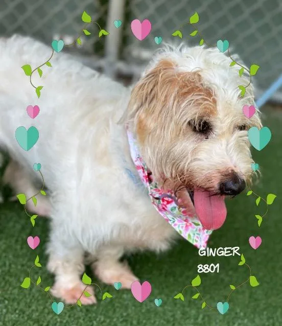 A young medium-sized female White / Cream Terrier dog named Ginger for adoption in Marietta, GA