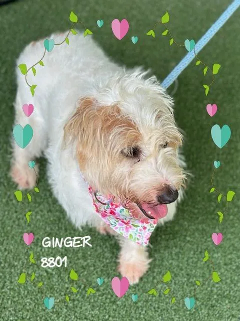 Ginger thumbnail 3