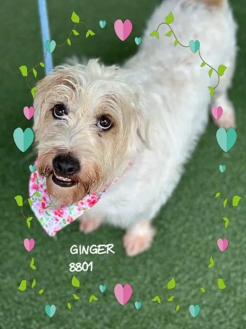 Ginger thumbnail 4