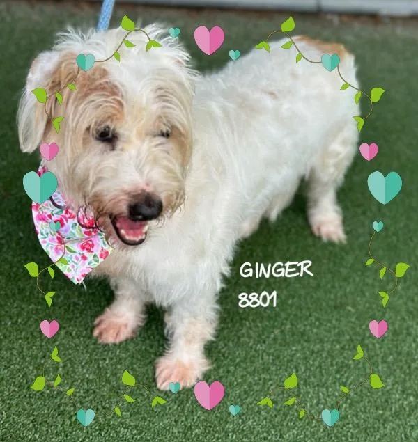 Ginger thumbnail 5