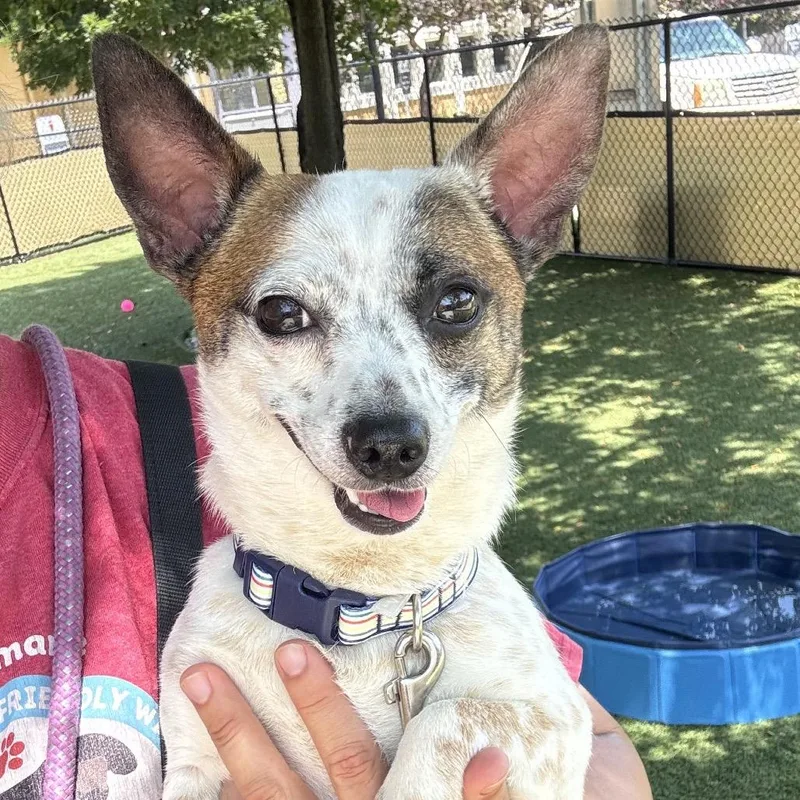 An adult small-sized male Yellow / Tan / Blond / Fawn Chihuahua dog named Max for adoption in Indianapolis, IN