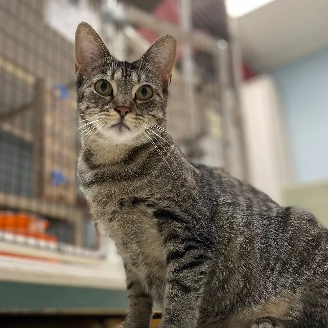 An adult small-sized female Tabby (Brown / Chocolate) Domestic Short Hair cat named Aruba for adoption in Colonia, NJ
