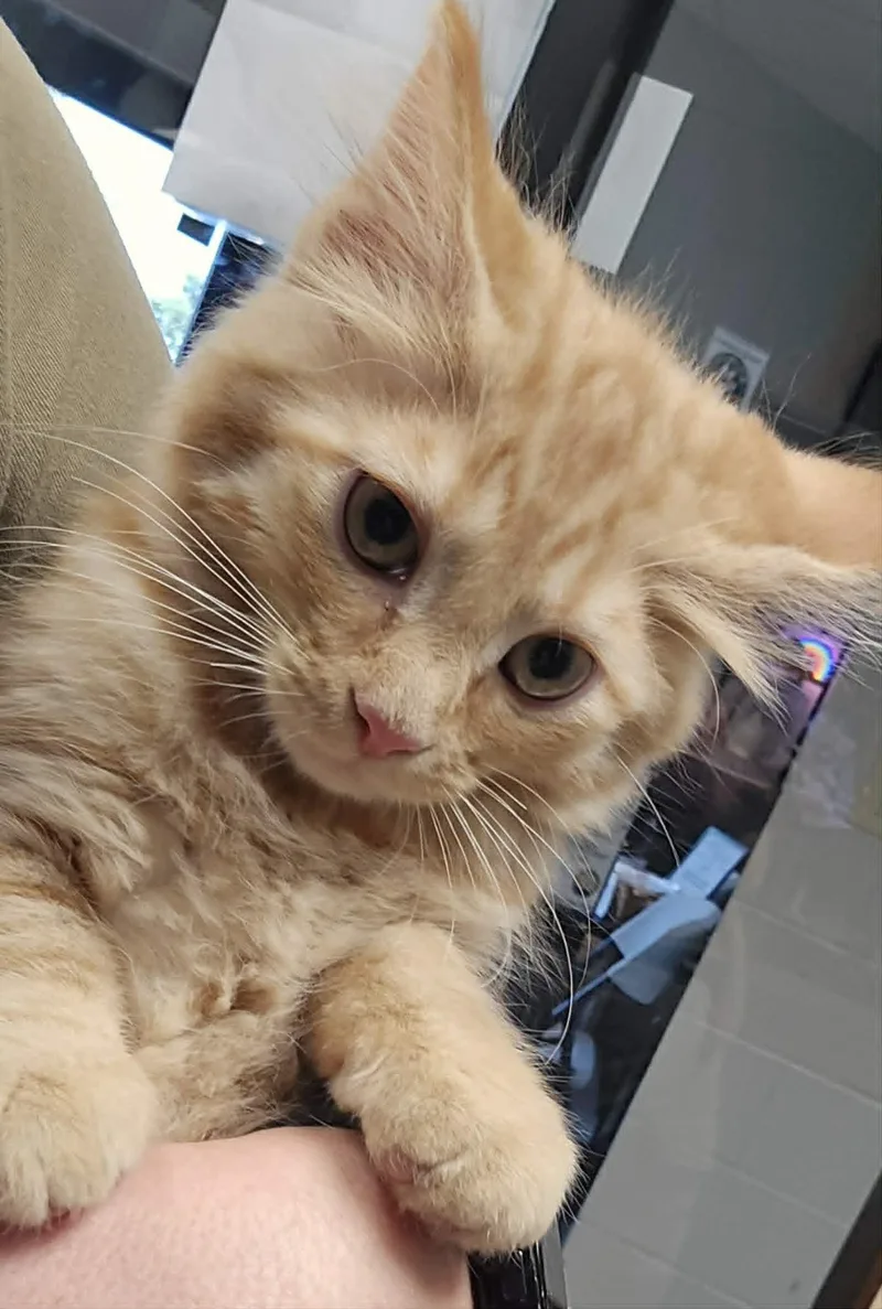 A young medium-sized male Orange / Red Domestic Short Hair cat named Rowdy for adoption in Mount Juliet, TN