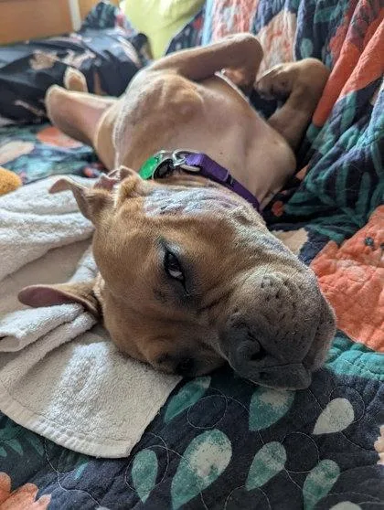 An adult medium-sized female Pit Bull Terrier dog named Butterscotch for adoption in Seattle, WA