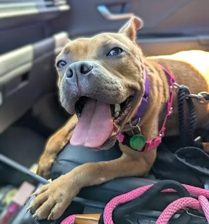 Butterscotch thumbnail 3