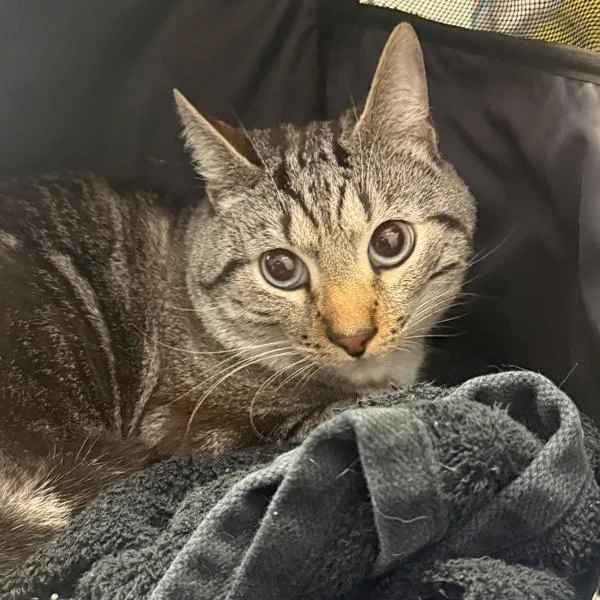 An adult medium-sized male Domestic Short Hair cat named Alu for adoption in San Diego, CA