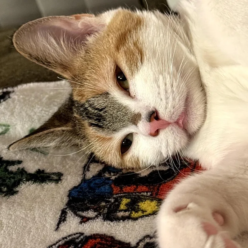 A young small-sized female Calico Domestic Short Hair cat named Adina for adoption in Middle Village, NY