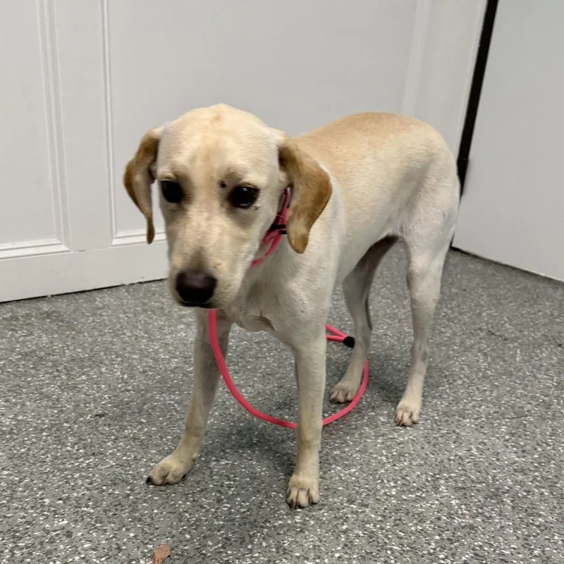 A baby small-sized female White / Cream Labrador Retriever dog named Sissy for adoption in Houston, TX