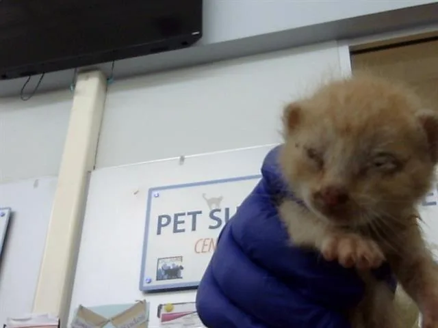 A baby medium-sized male Domestic Medium Hair cat named Leonard for adoption in Dallas, TX