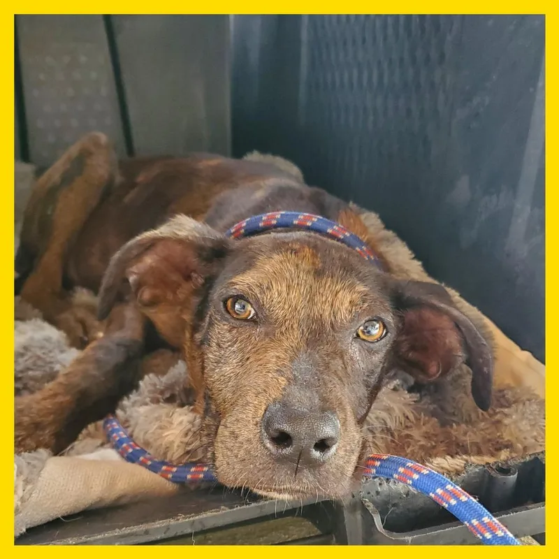 A baby small-sized male Brown / Chocolate Mixed Breed dog named Tommy for adoption in Volcano, HI