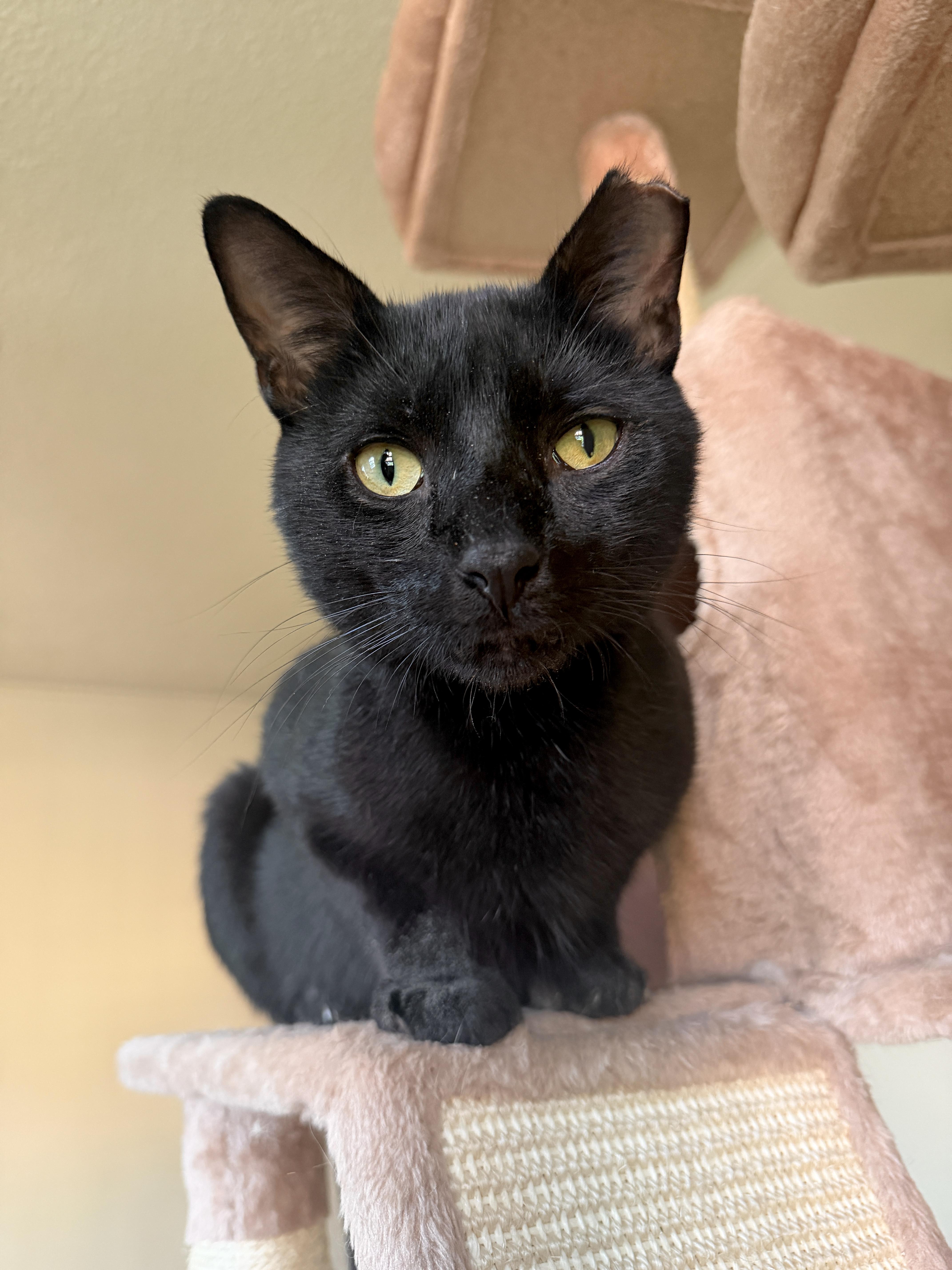 A young medium-sized male Black Domestic Short Hair cat named Tetris for adoption in New York, NY