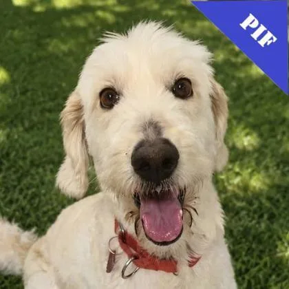 A young medium-sized female Mixed Breed dog named Rosie for adoption in Elk Grove Village, IL
