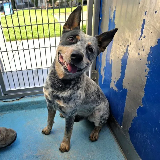 A young medium-sized male Australian Cattle Dog / Blue Heeler dog named Pongo for adoption in Long Beach, CA
