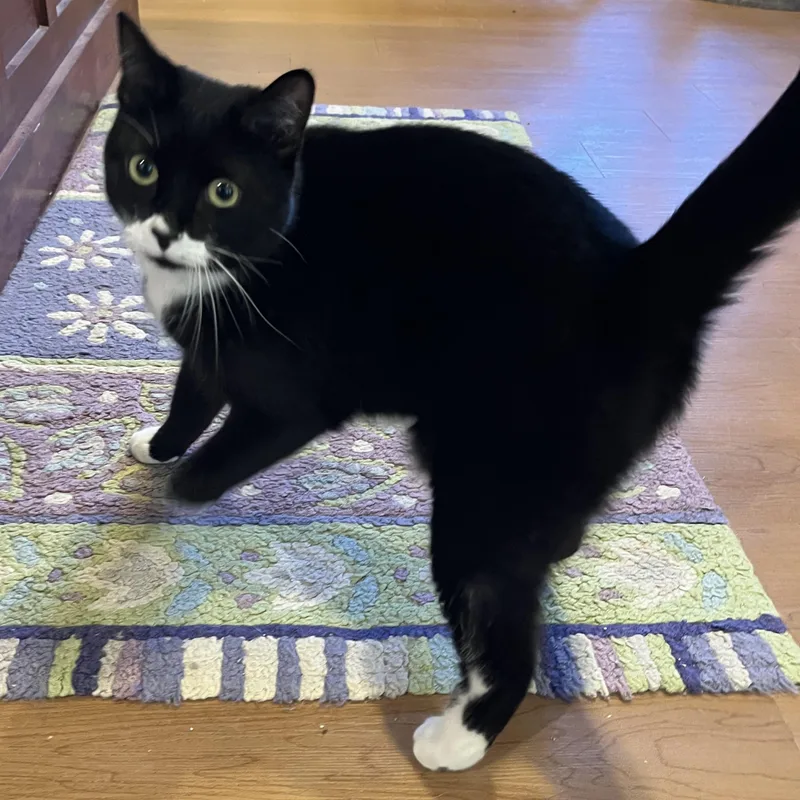 An adult medium-sized female Black & White / Tuxedo Domestic Short Hair cat named Norma for adoption in Wells, ME