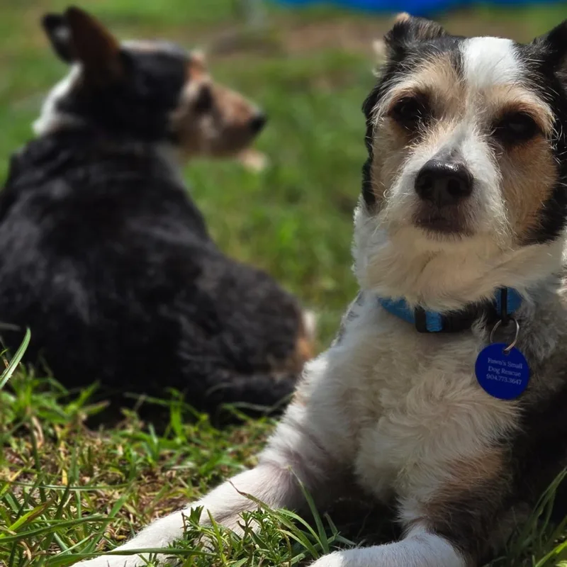 Tater Tot thumbnail 2