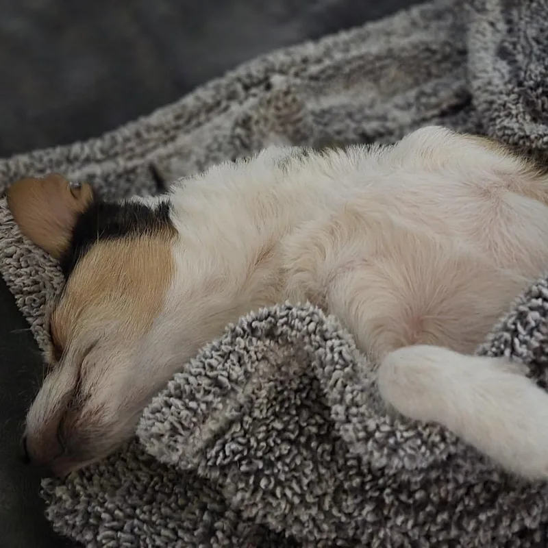 Tater Tot thumbnail 3