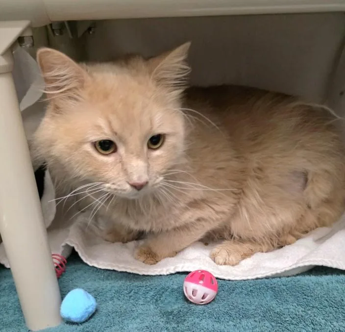 Mr. Flufferson
