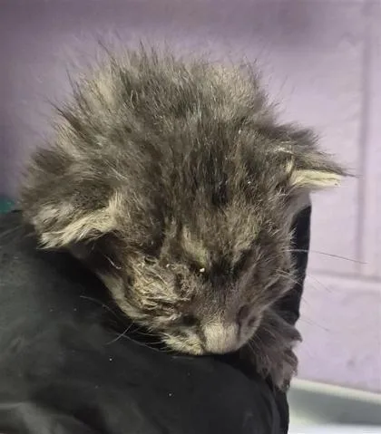 A baby small-sized female Gray / Blue / Silver Domestic Short Hair cat named 61806333 for adoption in El Paso, TX