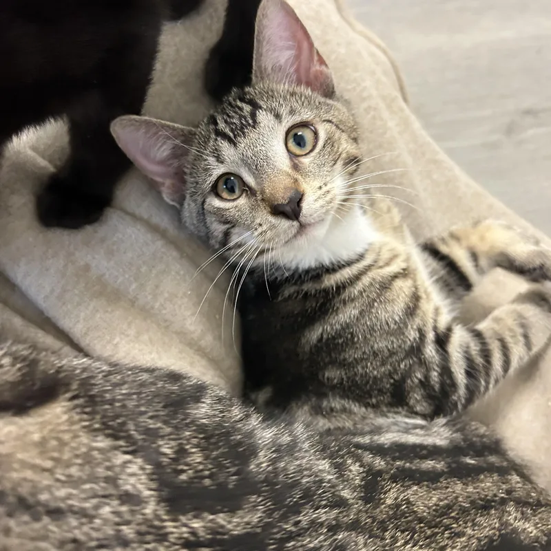 A baby medium-sized male Tabby (Tiger Striped) American Shorthair cat named Gilley for adoption in LAMPASAS, TX