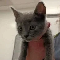 A baby small-sized male Gray / Blue / Silver Domestic Short Hair cat named Dr. Mckay for adoption in New York, NY