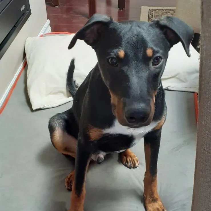 A baby medium-sized male Mixed Breed dog named Yellow for adoption in Richmond, VA
