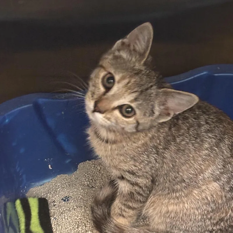 A baby small-sized female Brown / Chocolate Domestic Short Hair cat named Spritz for adoption in Philadelphia, PA