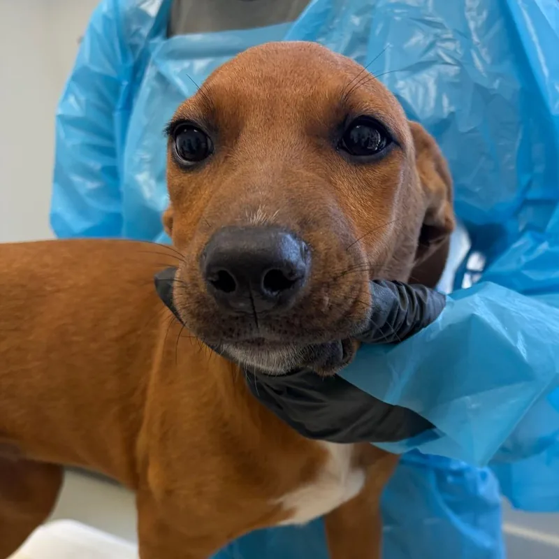 A baby small-sized female Red / Chestnut / Orange Pit Bull Terrier dog named Darlene for adoption in Nashville, TN