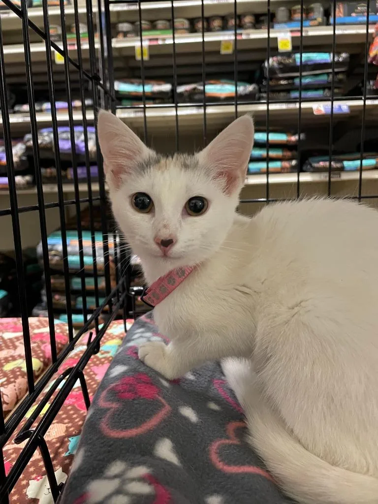 A baby medium-sized female Domestic Short Hair cat named Princess for adoption in South Bend, IN