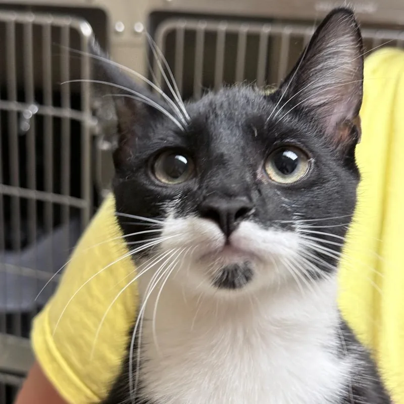 A young medium-sized male Domestic Short Hair cat named Felix for adoption in Auburn, AL