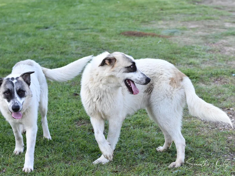 Samantha thumbnail 2